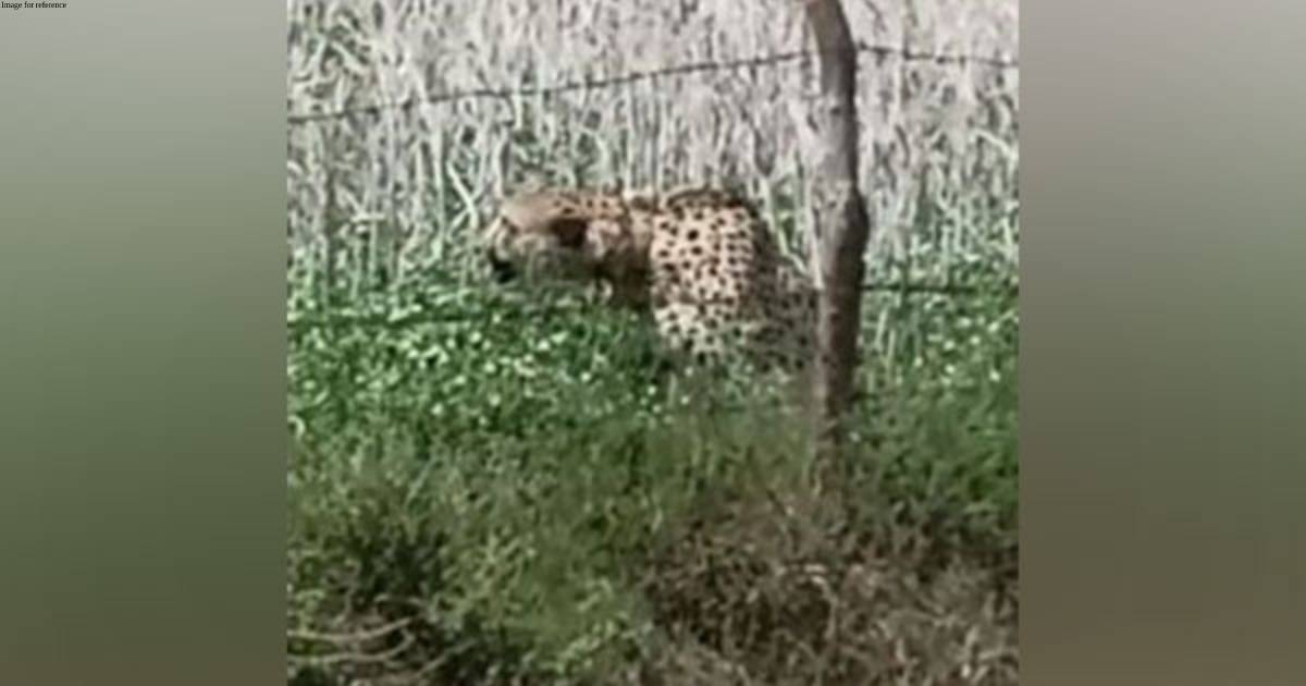 Madhya Pradesh: Escaped Namibian cheetah 'Oban' brought back to Kuno National Park